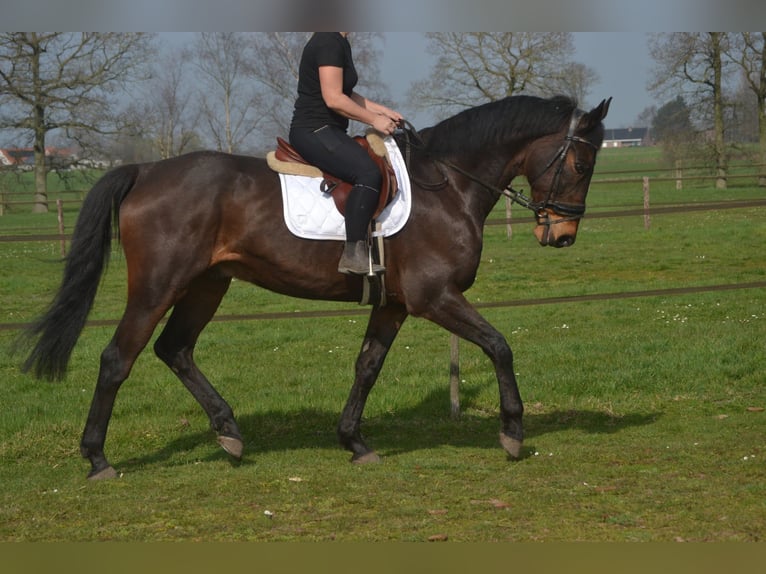 Other Breeds Gelding 15 years 17 hh Brown in Breda