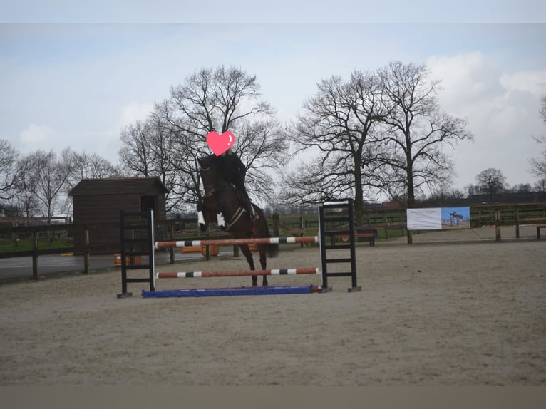 Other Breeds Gelding 15 years 17 hh Brown in Breda