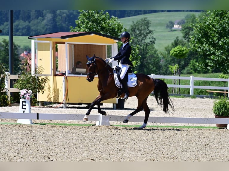 Other Breeds Gelding 15 years in Frankfurt