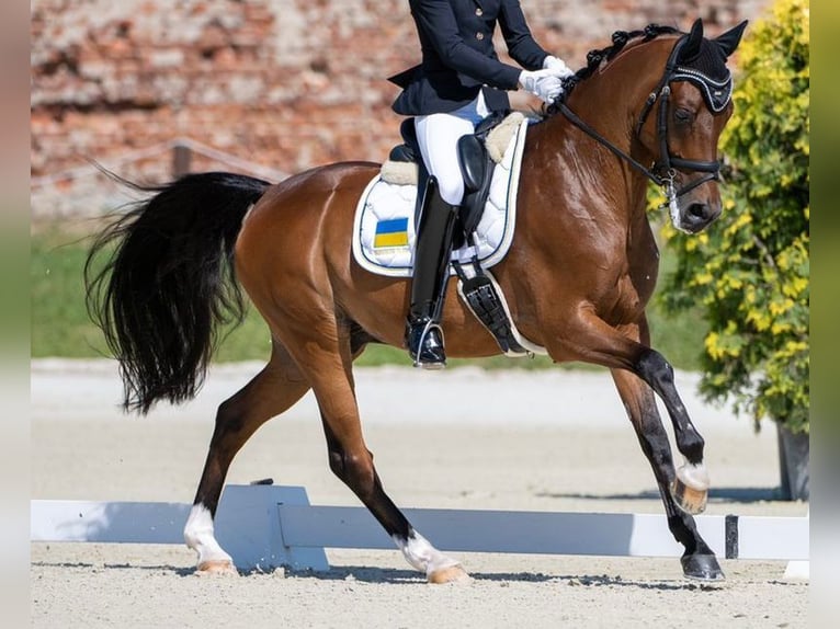 Other Breeds Gelding 15 years in Frankfurt