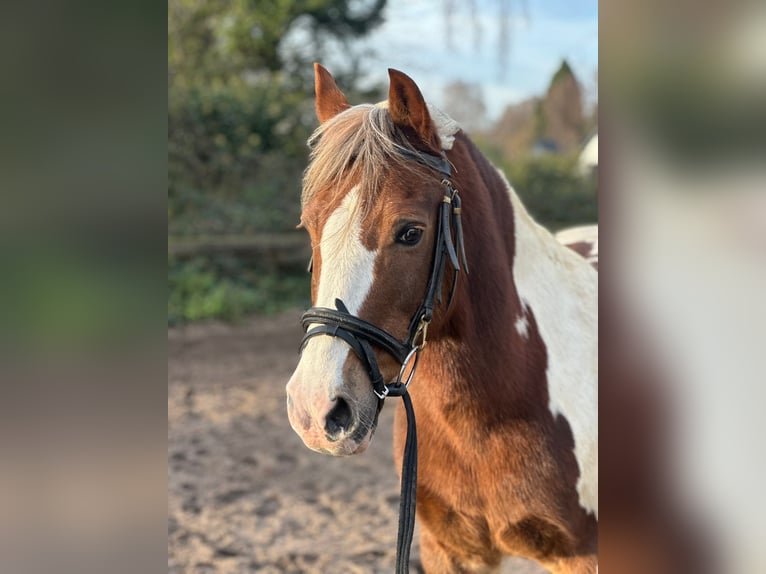 Other Breeds Gelding 16 years 13,1 hh Pinto in Mettmann