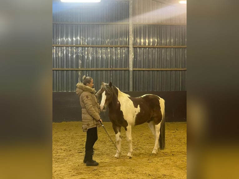 Other Breeds Gelding 16 years 13,1 hh Pinto in Mettmann
