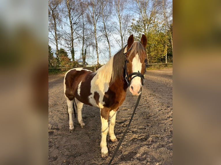 Other Breeds Gelding 16 years 13,1 hh Pinto in Mettmann