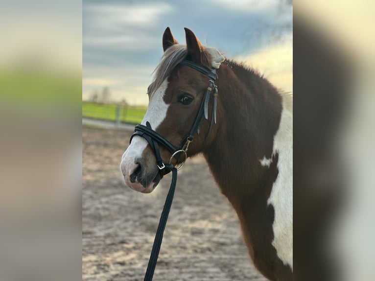 Other Breeds Gelding 16 years 13,1 hh Pinto in Mettmann