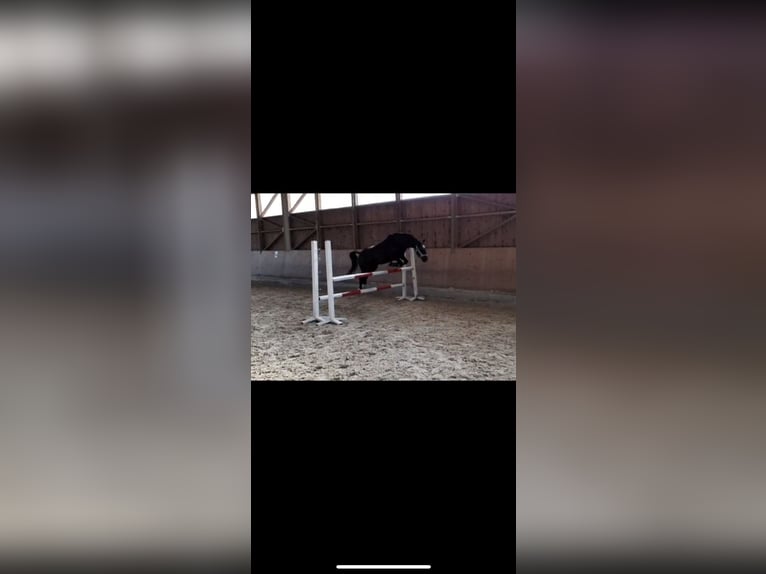 Other Breeds Mix Gelding 16 years 14 hh Smoky-Black in Leoben