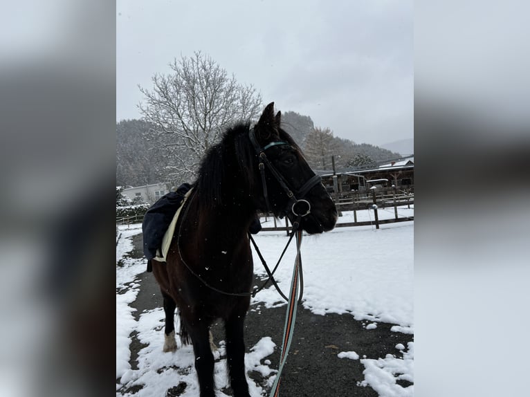 Other Breeds Mix Gelding 16 years 14 hh Smoky-Black in Leoben