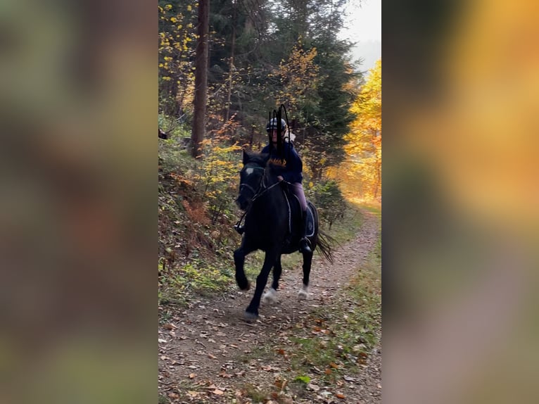 Other Breeds Mix Gelding 16 years 14 hh Smoky-Black in Leoben