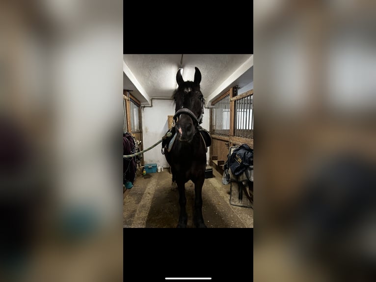 Other Breeds Mix Gelding 16 years 14 hh Smoky-Black in Leoben