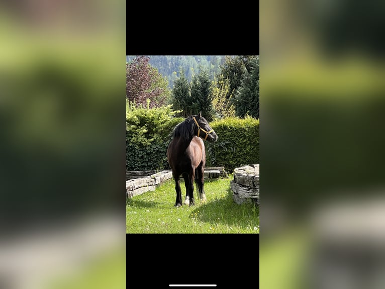 Other Breeds Mix Gelding 16 years 14 hh Smoky-Black in Leoben