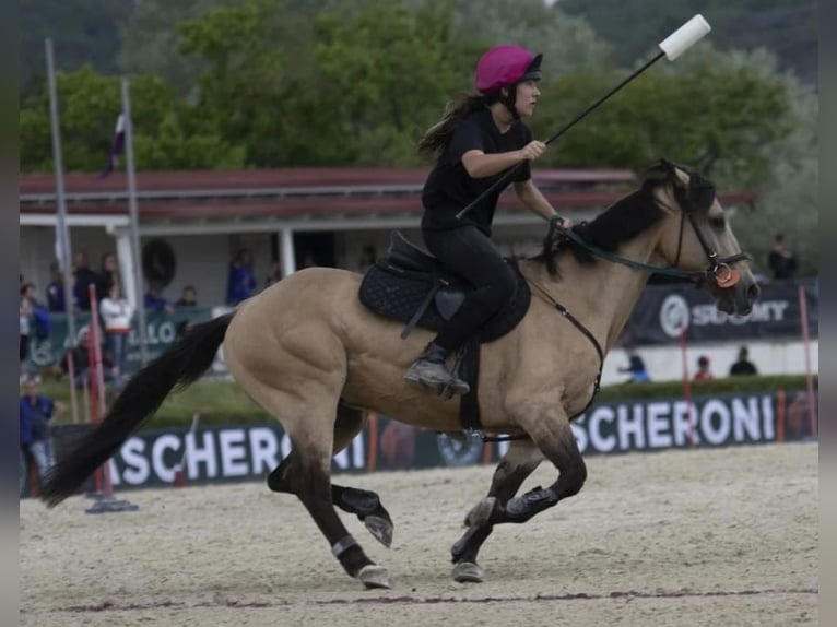 Other Breeds Gelding 16 years 14,2 hh in Montale Rangone