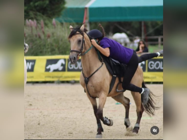 Other Breeds Gelding 16 years 14,2 hh in Montale Rangone