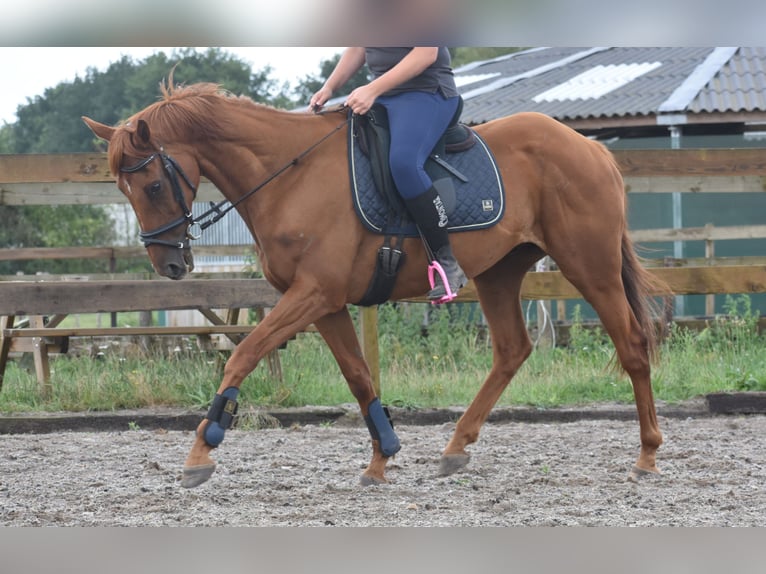 Other Breeds Gelding 16 years 15,2 hh Grey-Fleabitten in Achtmaal