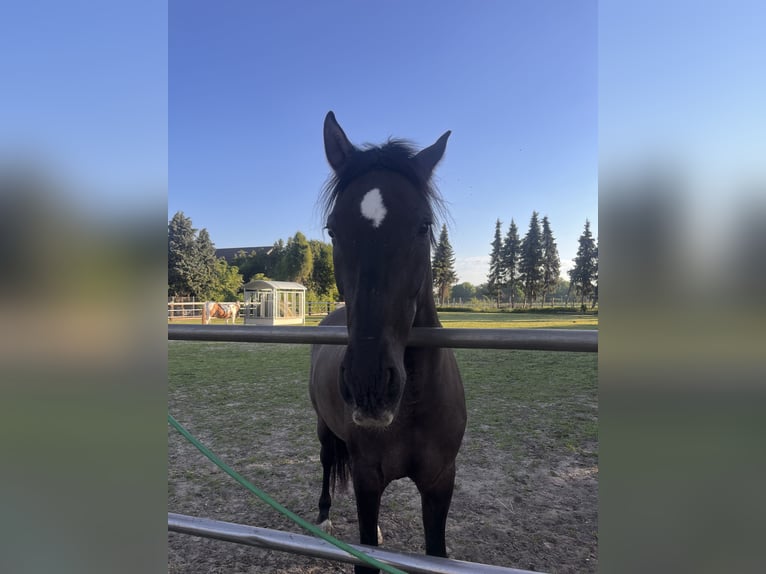 Other Breeds Gelding 16 years 15 hh Brown in Aldenhoven