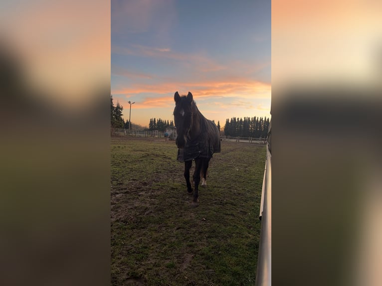 Other Breeds Gelding 16 years 15 hh Brown in Aldenhoven