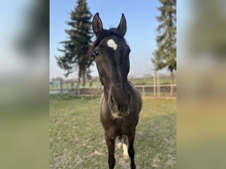 Other Breeds Gelding 16 years 15 hh Brown in Aldenhoven