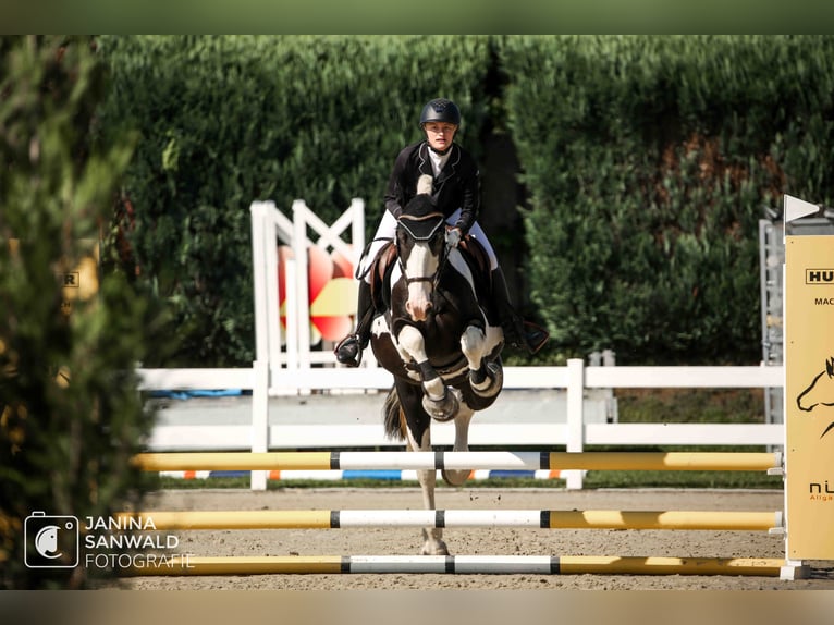 Other Breeds Gelding 16 years 15,1 hh Pinto in Isny im Allg&#xE4;u