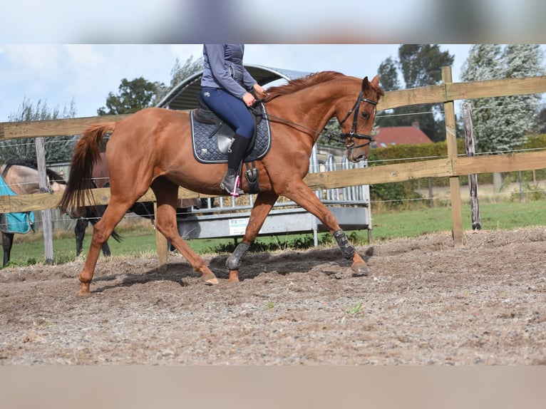 Other Breeds Gelding 16 years 15,2 hh Chestnut-Red in Achtmaal