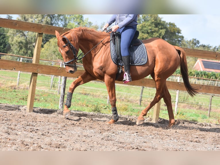 Other Breeds Gelding 16 years 15,2 hh Chestnut-Red in Achtmaal