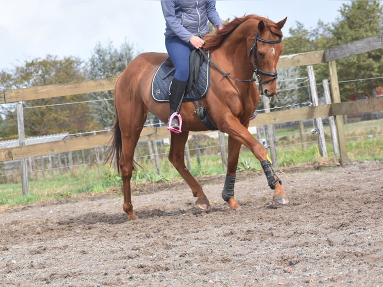 Other Breeds Gelding 16 years 15,2 hh Chestnut-Red in Achtmaal