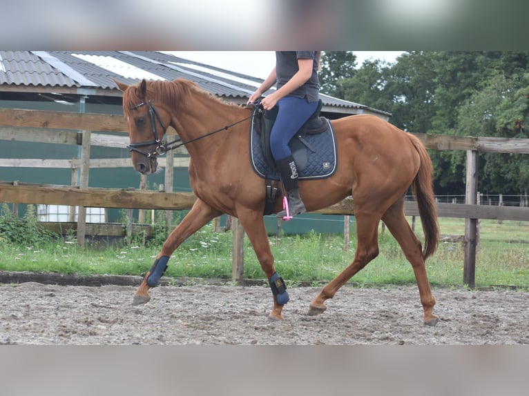 Other Breeds Gelding 16 years 15,2 hh Chestnut-Red in Achtmaal
