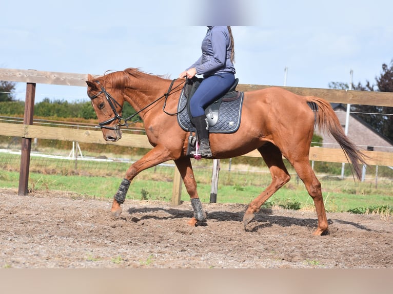 Other Breeds Gelding 16 years 15,2 hh Chestnut-Red in Achtmaal
