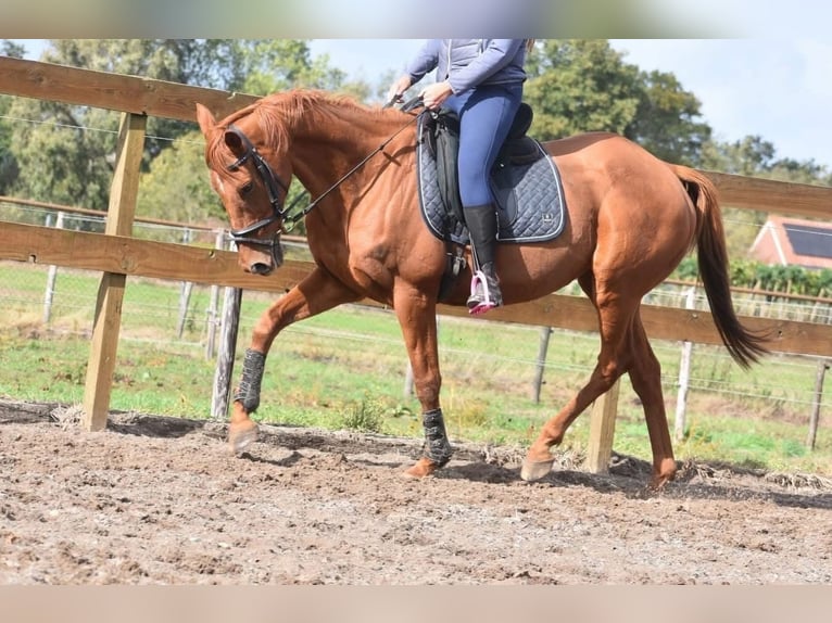 Other Breeds Gelding 16 years 15,2 hh Chestnut-Red in Achtmaal