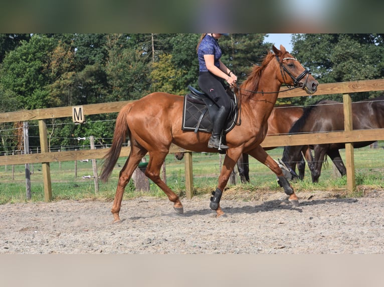 Other Breeds Gelding 16 years 15,2 hh Grey-Fleabitten in Achtmaal