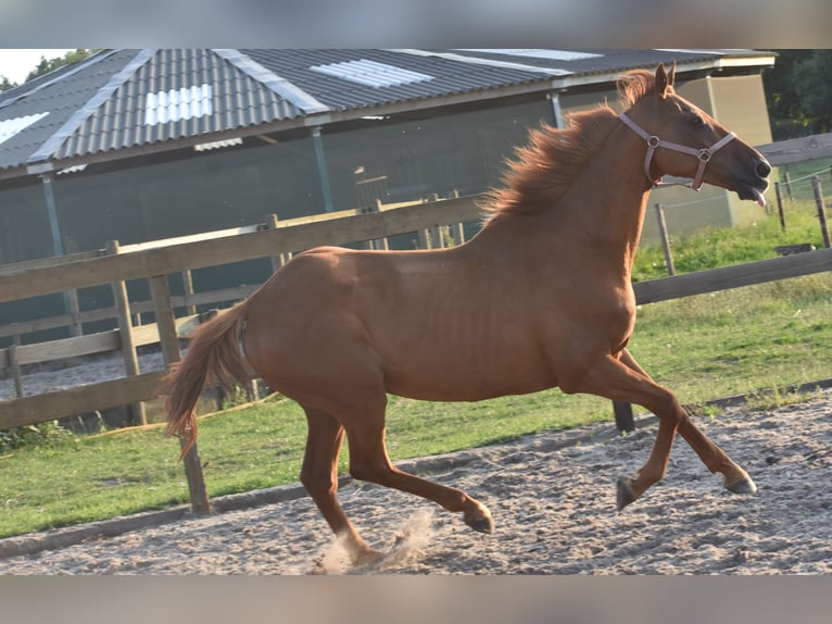Other Breeds Gelding 16 years 15,2 hh Grey-Fleabitten in Achtmaal
