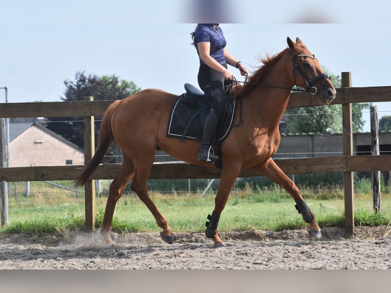 Other Breeds Gelding 16 years 15,2 hh Grey-Fleabitten in Achtmaal