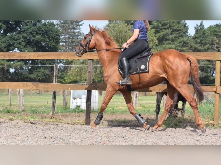 Other Breeds Gelding 16 years 15,2 hh Grey-Fleabitten in Achtmaal