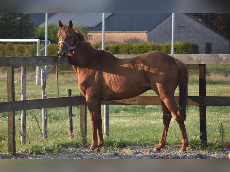 Other Breeds Gelding 16 years 15,2 hh Grey-Fleabitten in Achtmaal