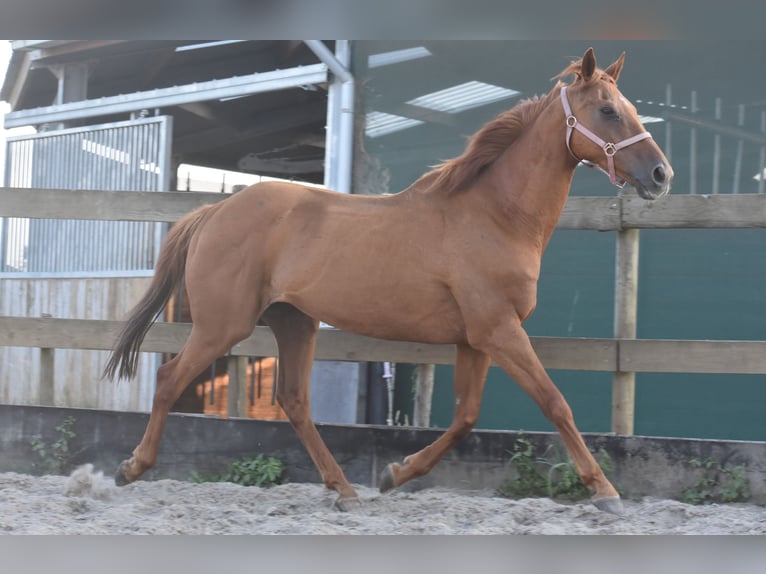 Other Breeds Gelding 16 years 15,2 hh Grey-Fleabitten in Achtmaal