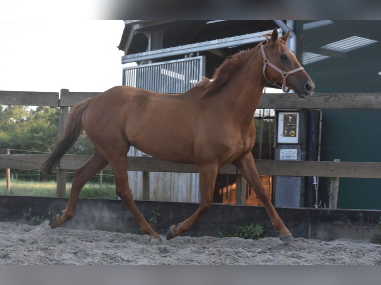 Other Breeds Gelding 16 years 15,2 hh Grey-Fleabitten in Achtmaal