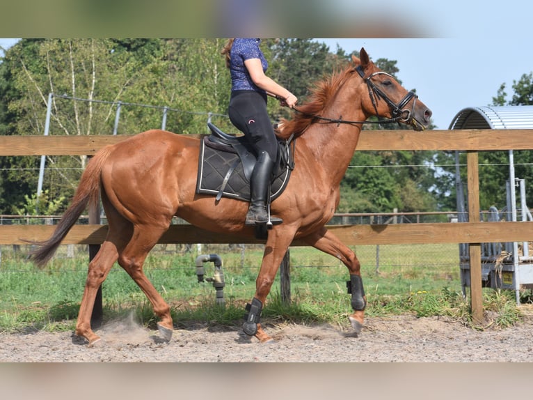 Other Breeds Gelding 16 years 15,2 hh Grey-Fleabitten in Achtmaal