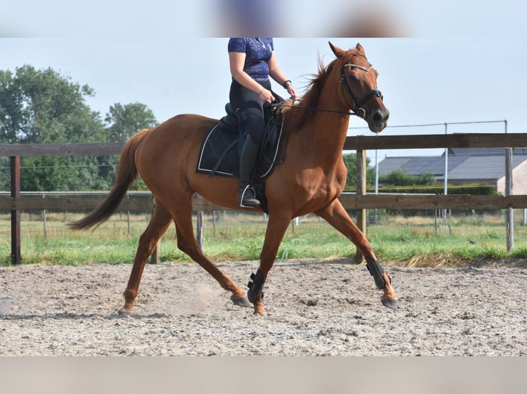 Other Breeds Gelding 16 years 15,2 hh Grey-Fleabitten in Achtmaal