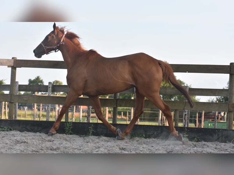 Other Breeds Gelding 16 years 15,2 hh Grey-Fleabitten in Achtmaal