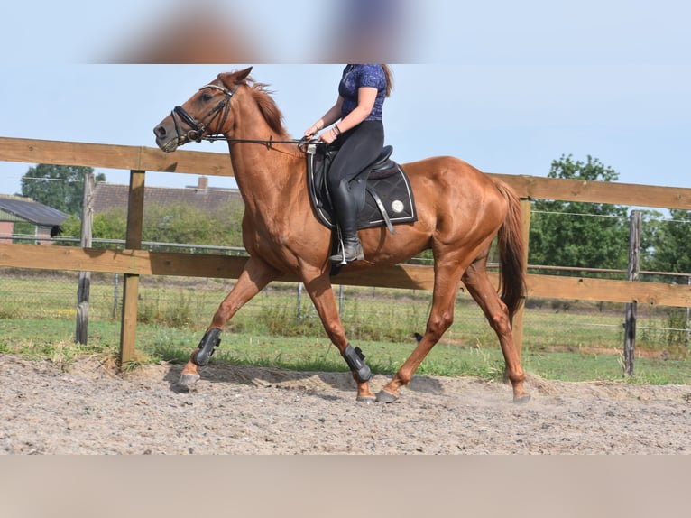 Other Breeds Gelding 16 years 15,2 hh Grey-Fleabitten in Achtmaal