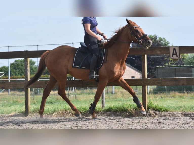 Other Breeds Gelding 16 years 15,2 hh Grey-Fleabitten in Achtmaal