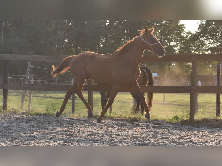 Other Breeds Gelding 16 years 15,2 hh Grey-Fleabitten in Achtmaal