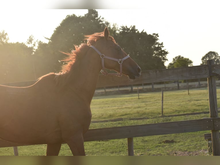 Other Breeds Gelding 16 years 15,2 hh in Achtmaal