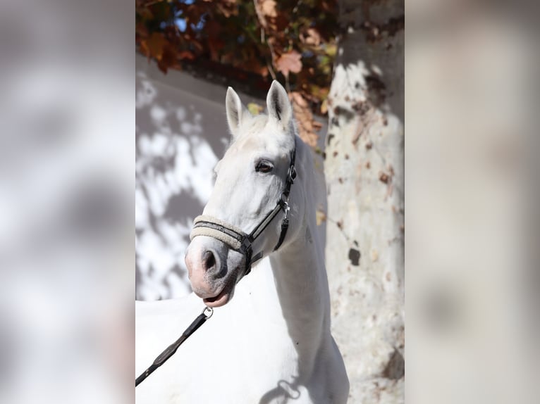Other Breeds Mix Gelding 16 years 16,1 hh Grey in Pozuelo De Alarcon