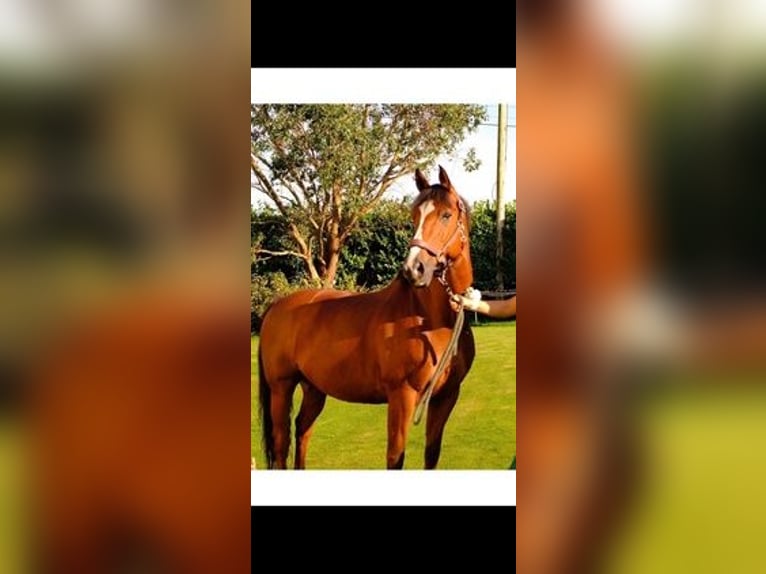 Other Breeds Gelding 16 years Bay in Cork city northside