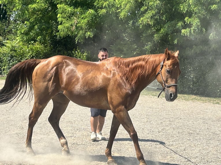 Other Breeds Gelding 16 years Cremello in Cairate