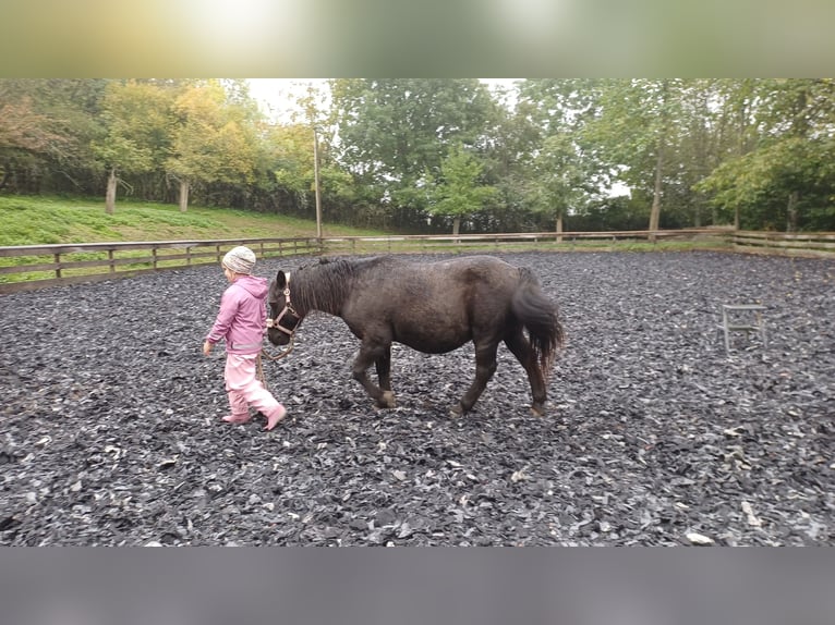 Other Breeds Gelding 17 years 10,2 hh Black in Löffingen
