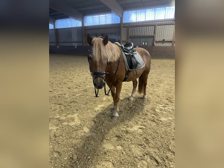 Other Breeds Gelding 17 years 13,1 hh Chestnut-Red in Waldbrunn