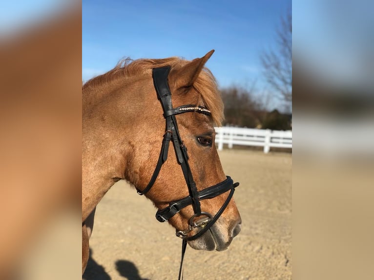 Other Breeds Gelding 17 years 13,1 hh Chestnut-Red in Waldbrunn