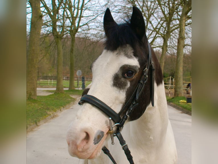 Other Breeds Gelding 17 years 13,2 hh Pinto in Bottrop