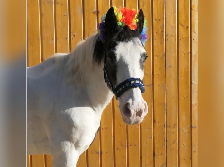 Other Breeds Gelding 17 years 13,2 hh Pinto in Bottrop