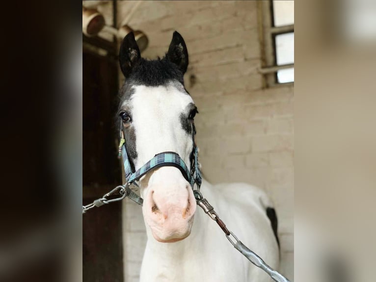 Other Breeds Gelding 17 years 13,2 hh Pinto in Bottrop