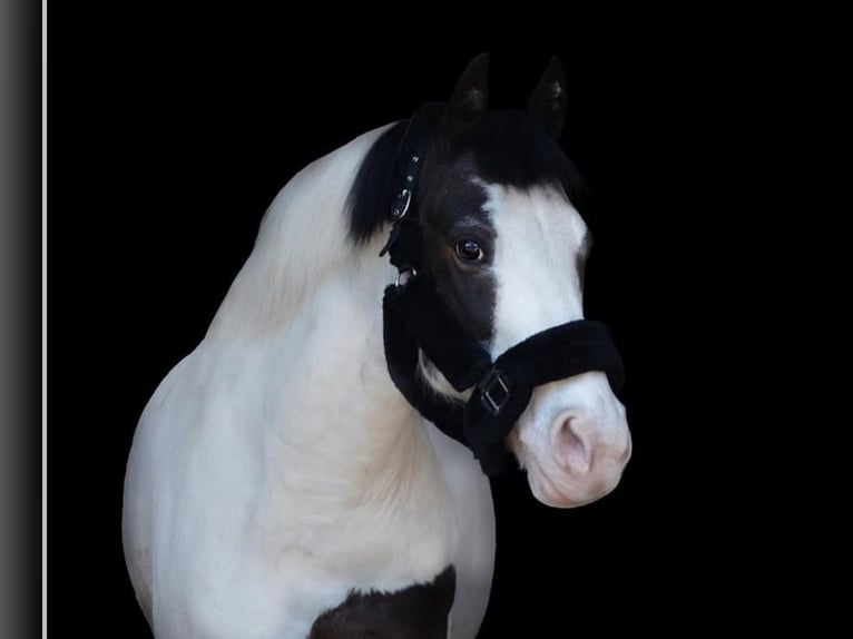 Other Breeds Gelding 17 years 13,2 hh Pinto in Bottrop